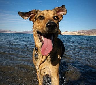 Why Osoyoos is the Place for Your Pup