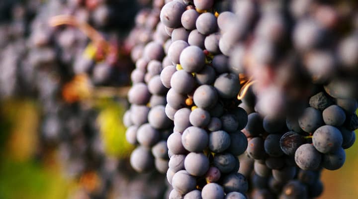 Over the Fence Winery