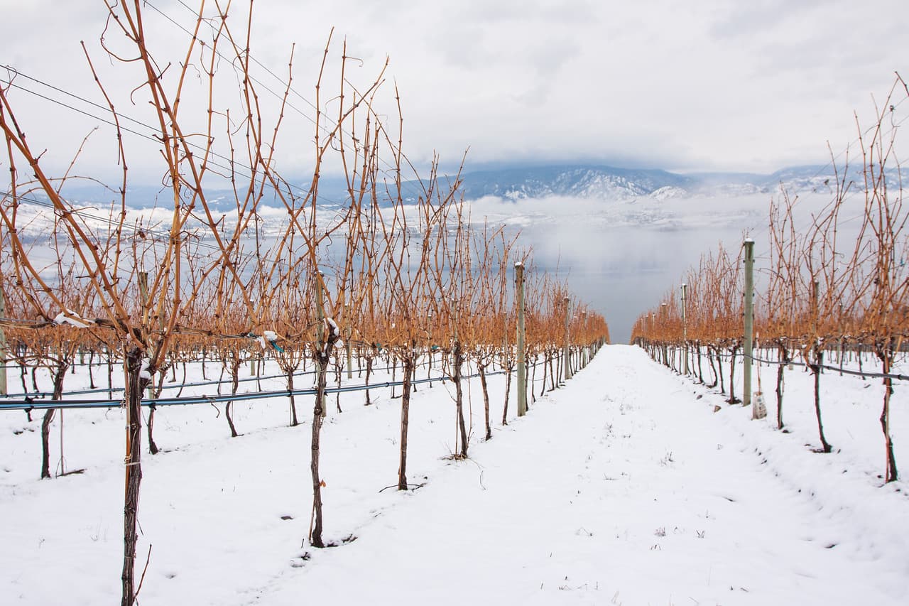 Osoyoos Wineries are Delivering Straight to Your Door