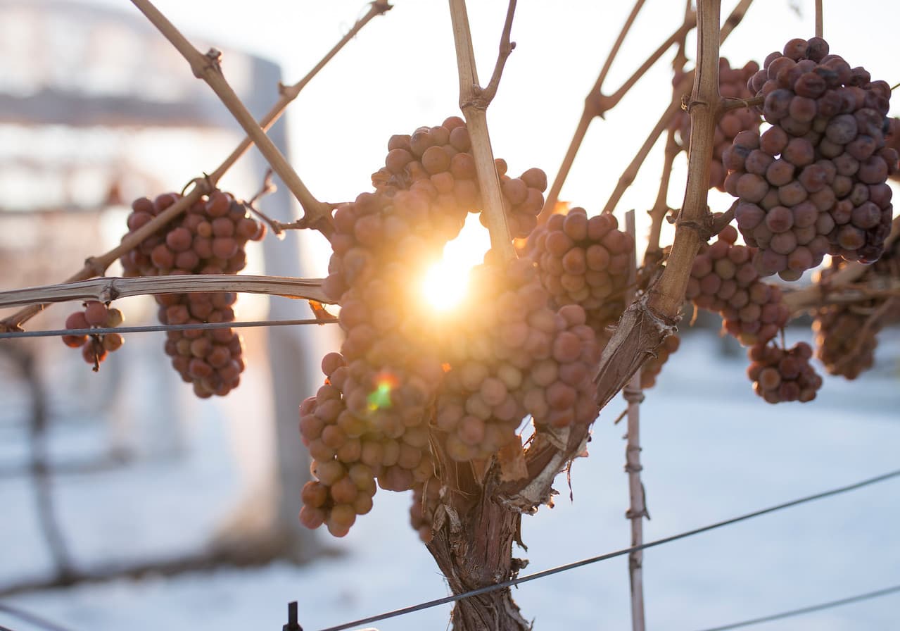 Skate & Sip at The District Wine Village This Winter