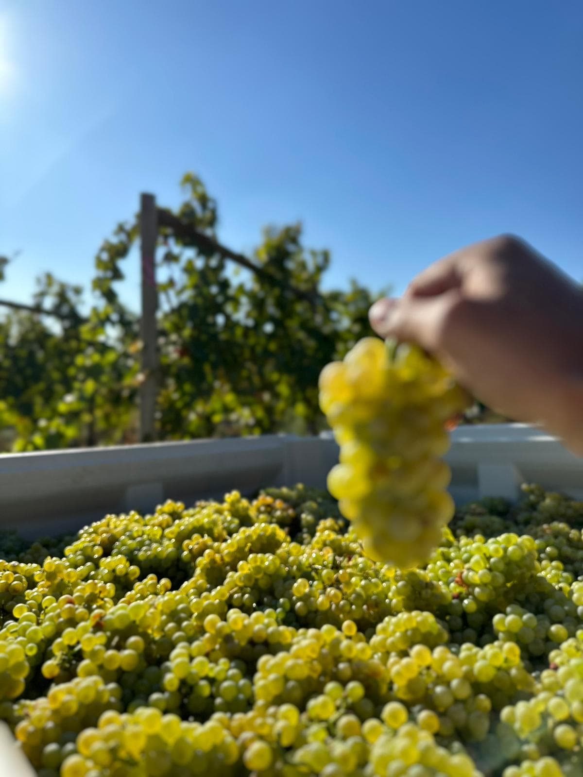 Oak & Sparrow Estate Winery