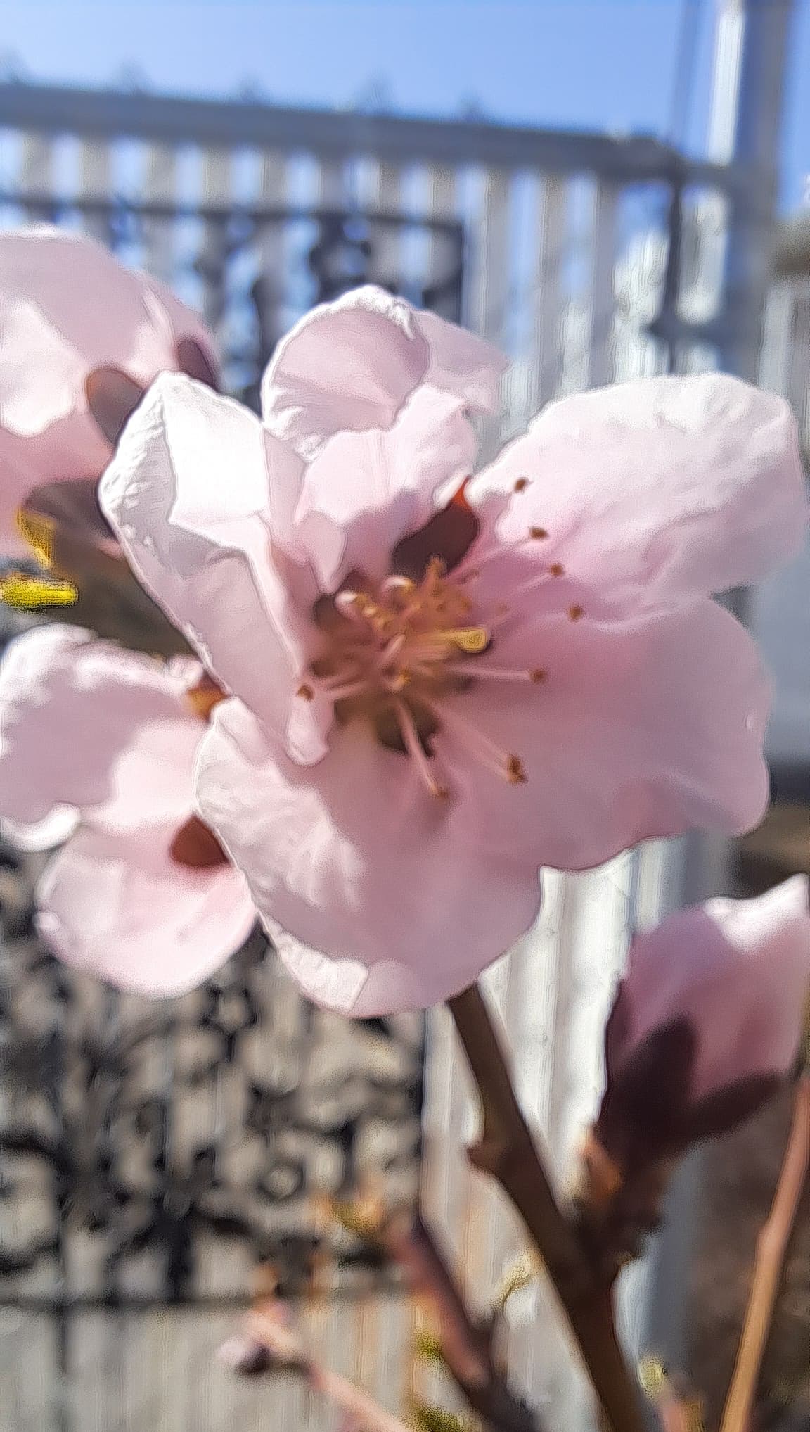 April Blossoms Wine Tour Discount