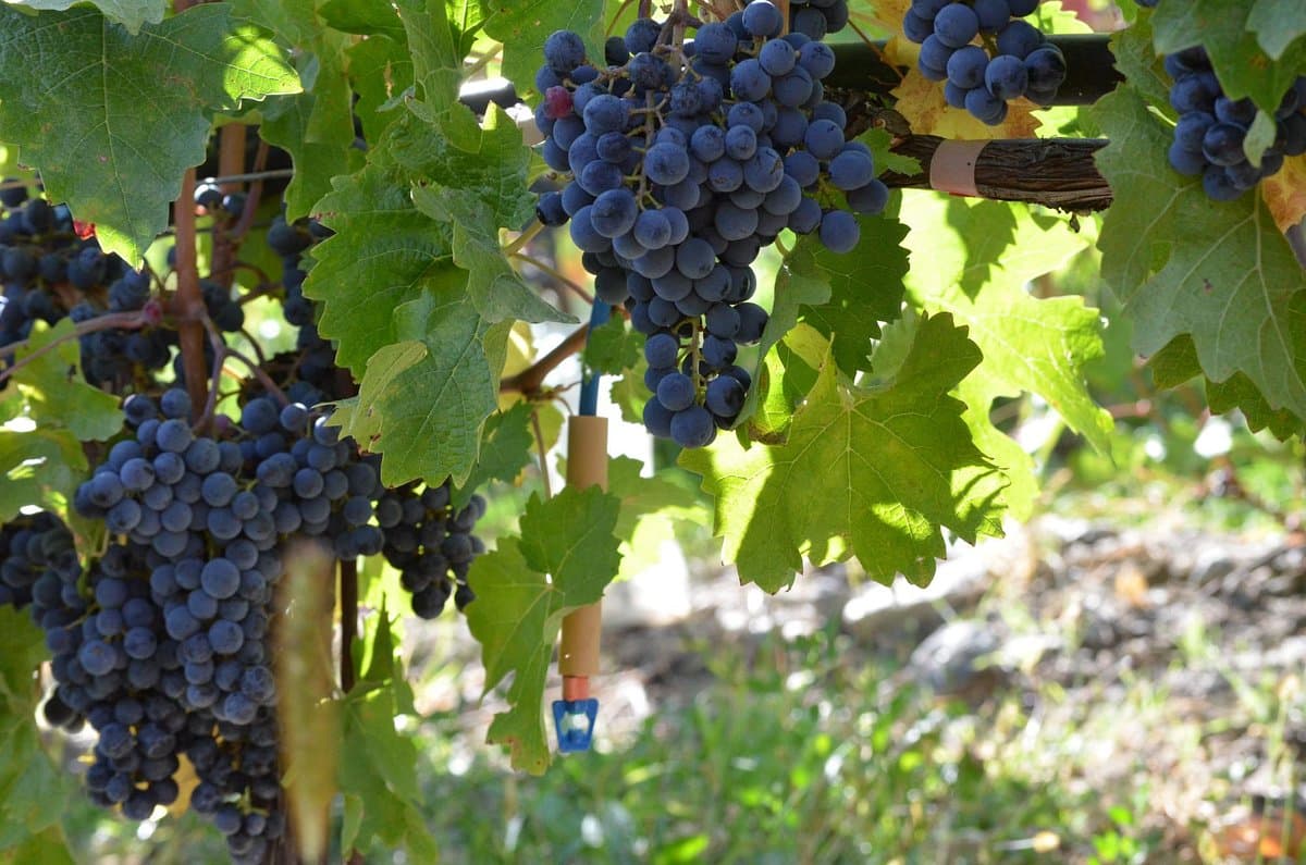 Culmina Family Estate Winery