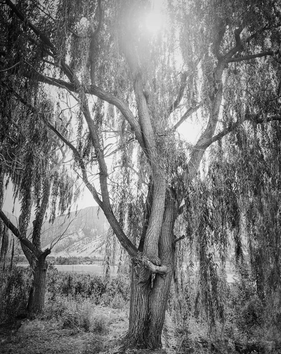 Hugging Tree Winery