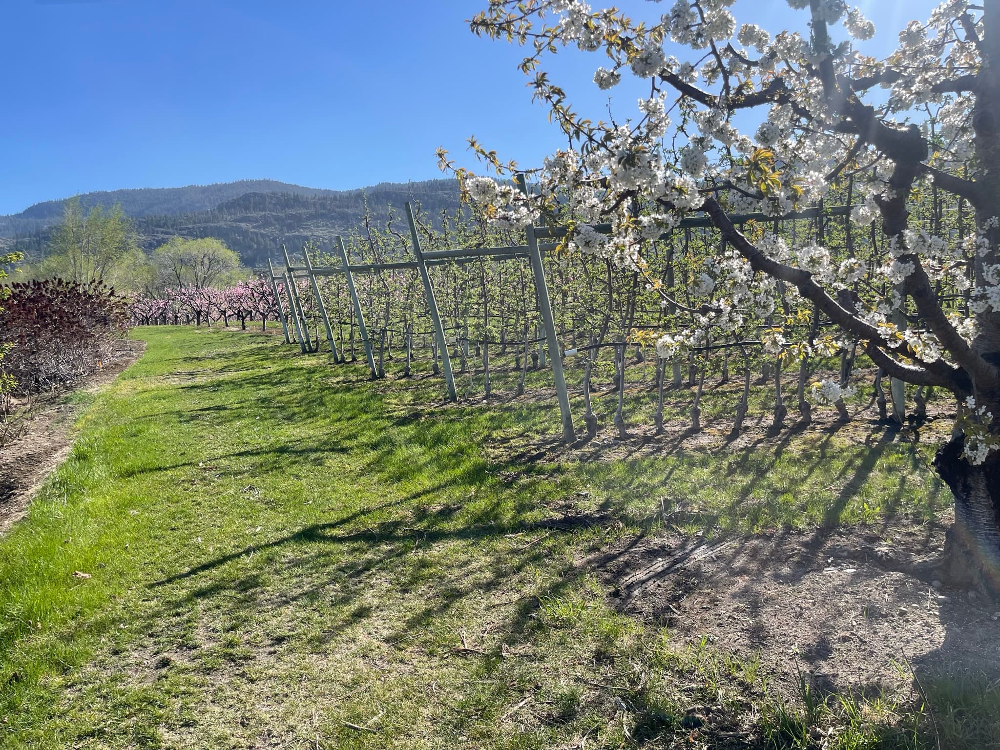 Peach Hill Farm & Fruit Market