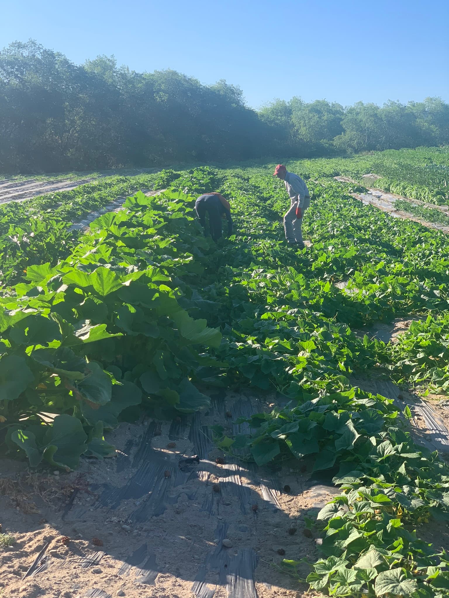 Peach Hill Farm & Fruit Market