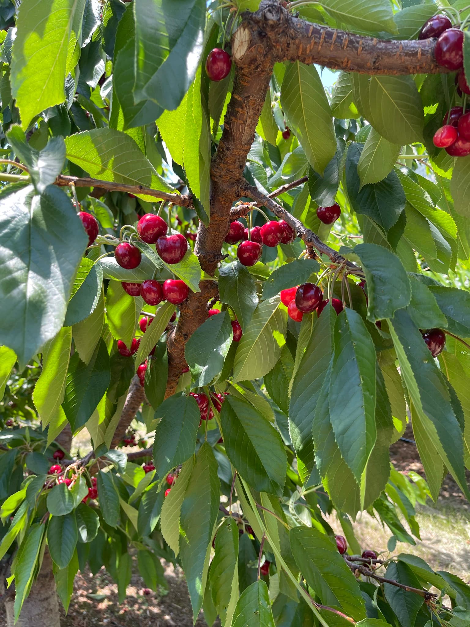 Peach Hill Farm & Fruit Market