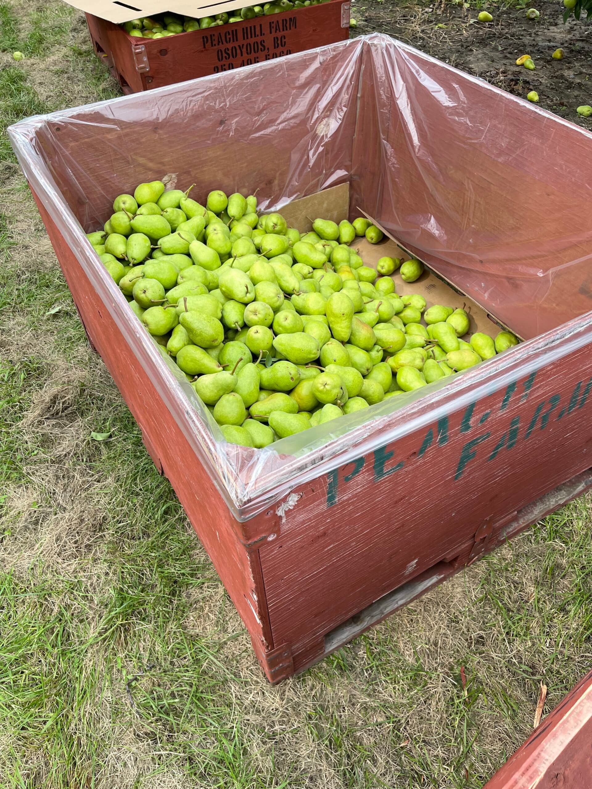 Peach Hill Farm & Fruit Market