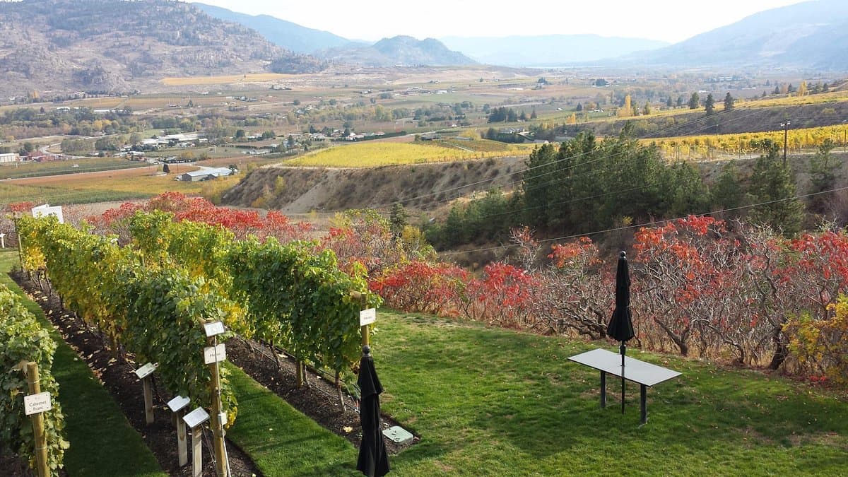 Tinhorn Creek Vineyards