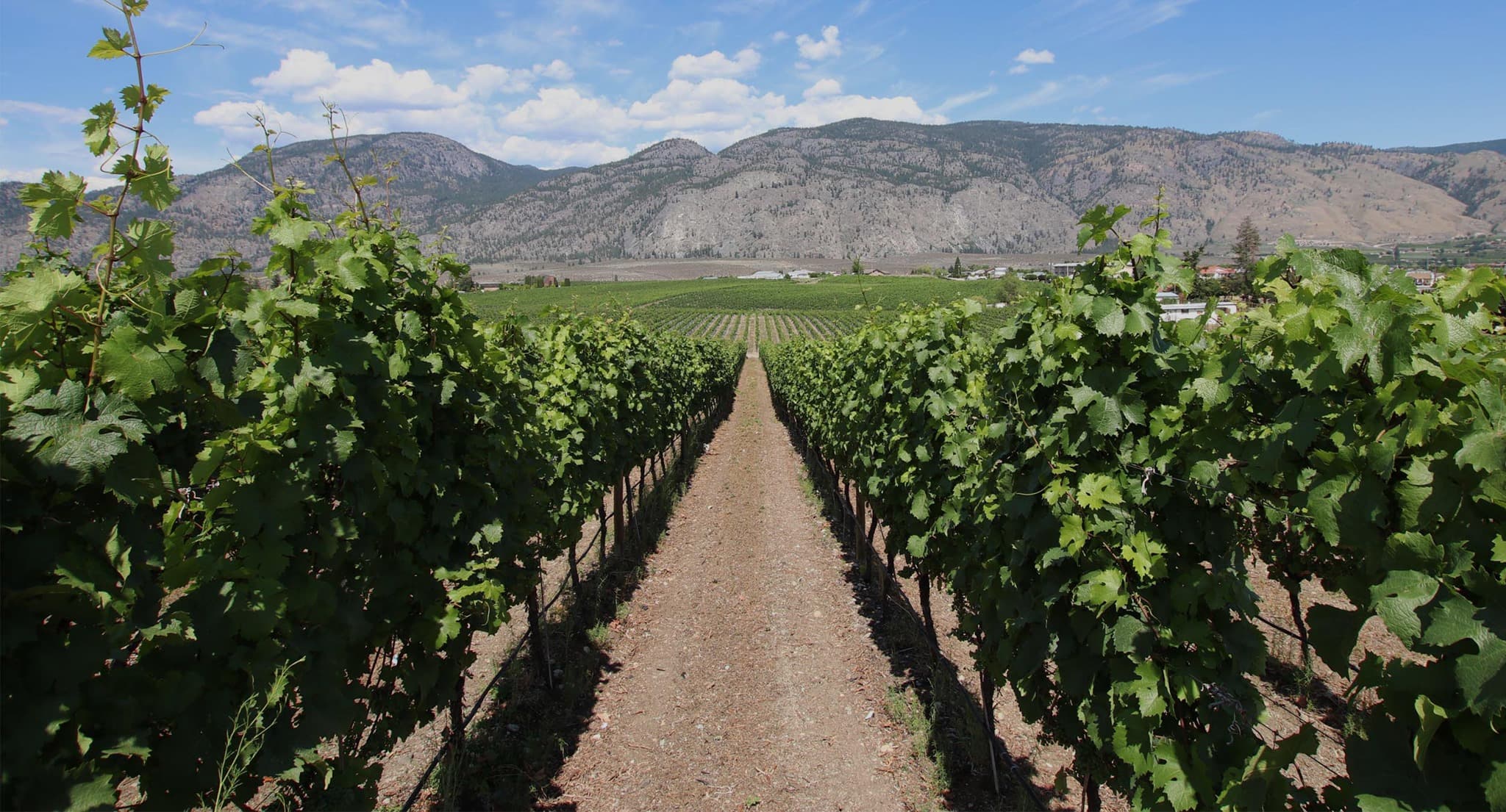 Bordertown Estate Winery