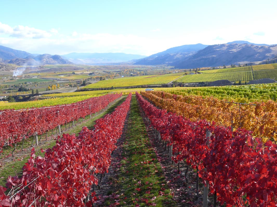 Gehringer Brothers Estate Winery