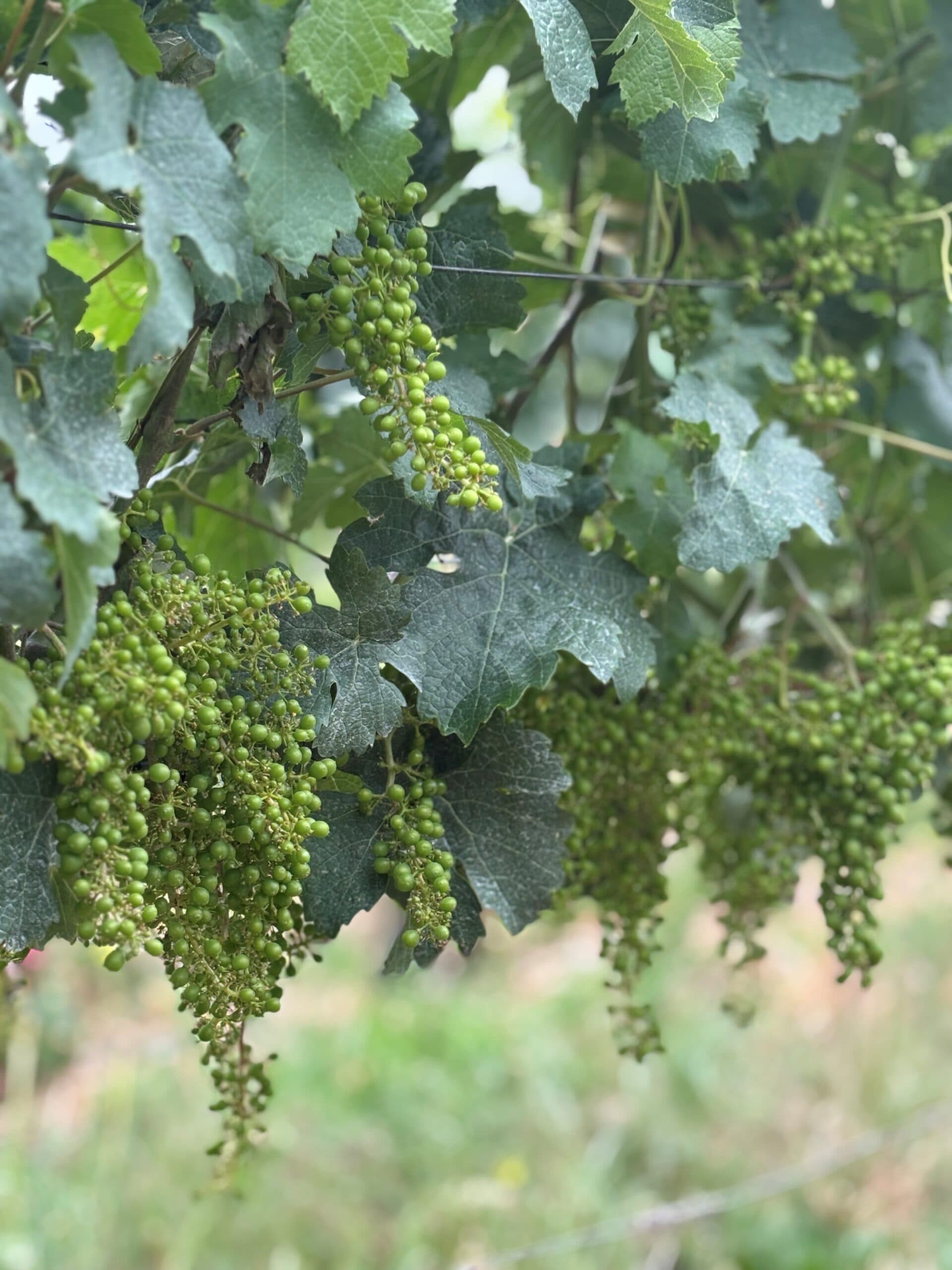 Fairview Cellars