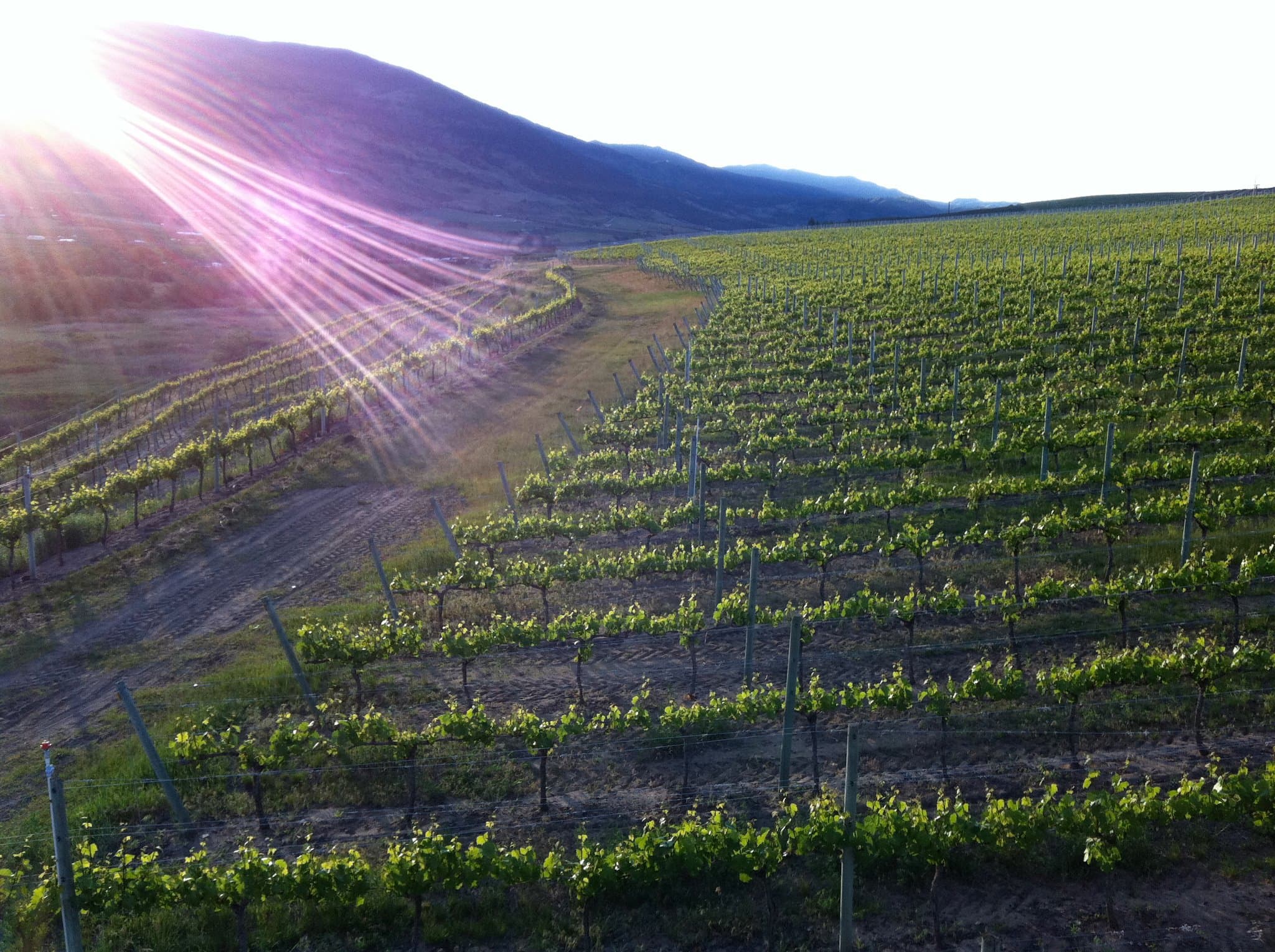 Platinum Bench Estate Winery & Artisan Bread Co.