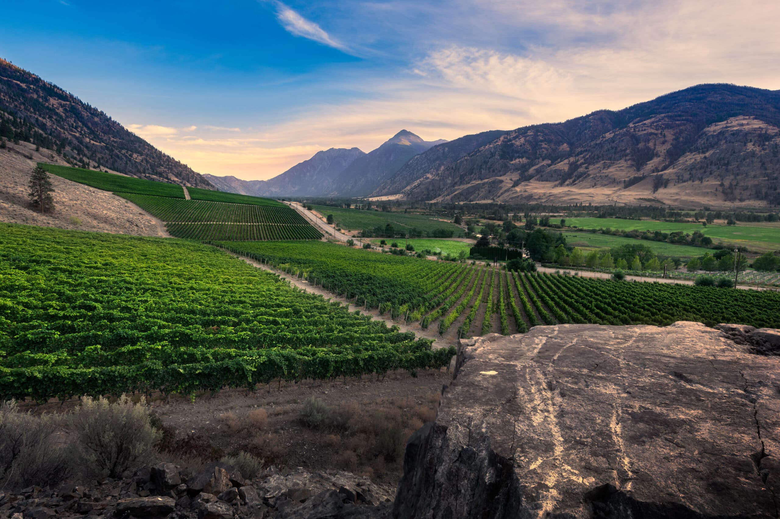 Vanessa Vineyard