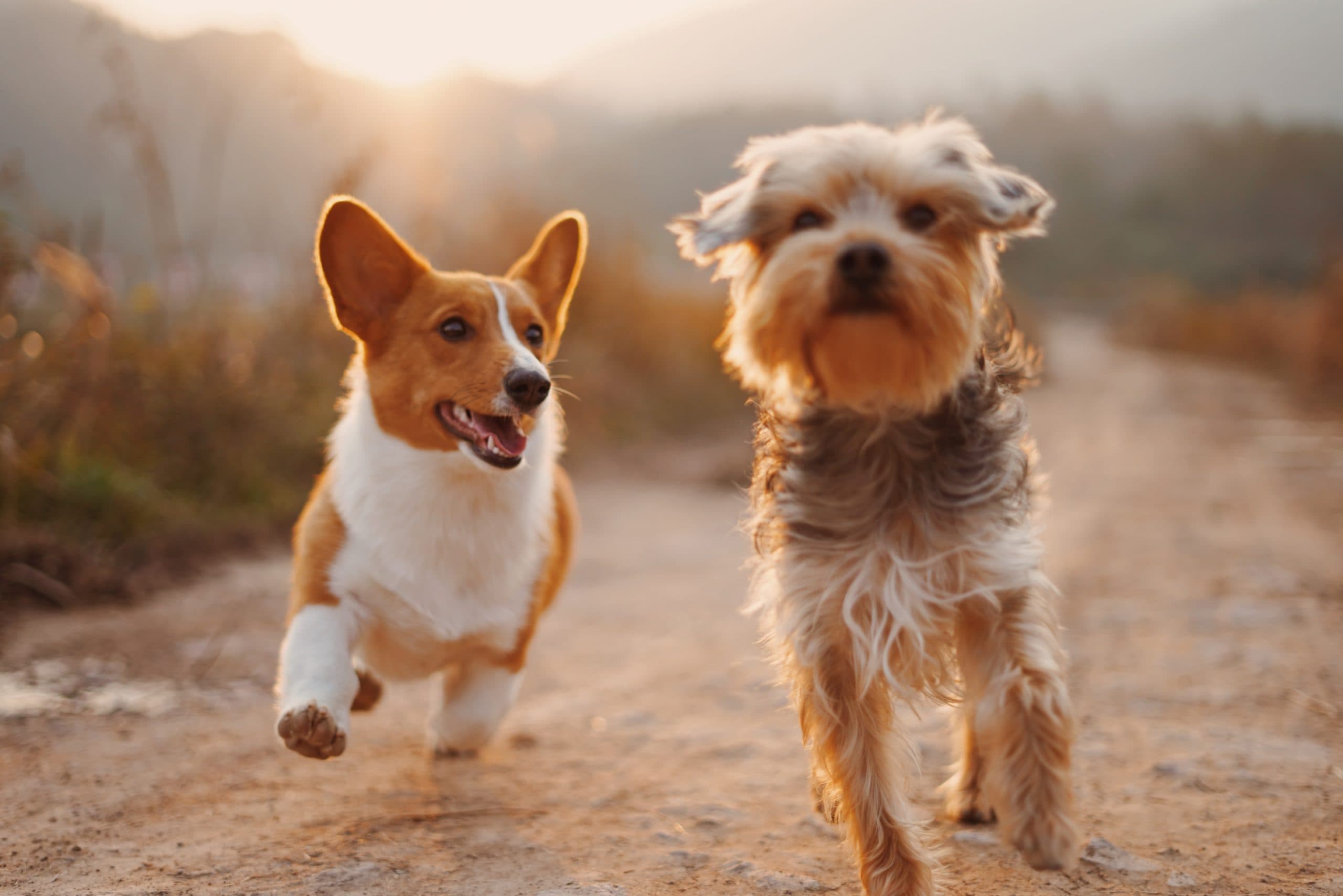 Off-Leash Dog Park