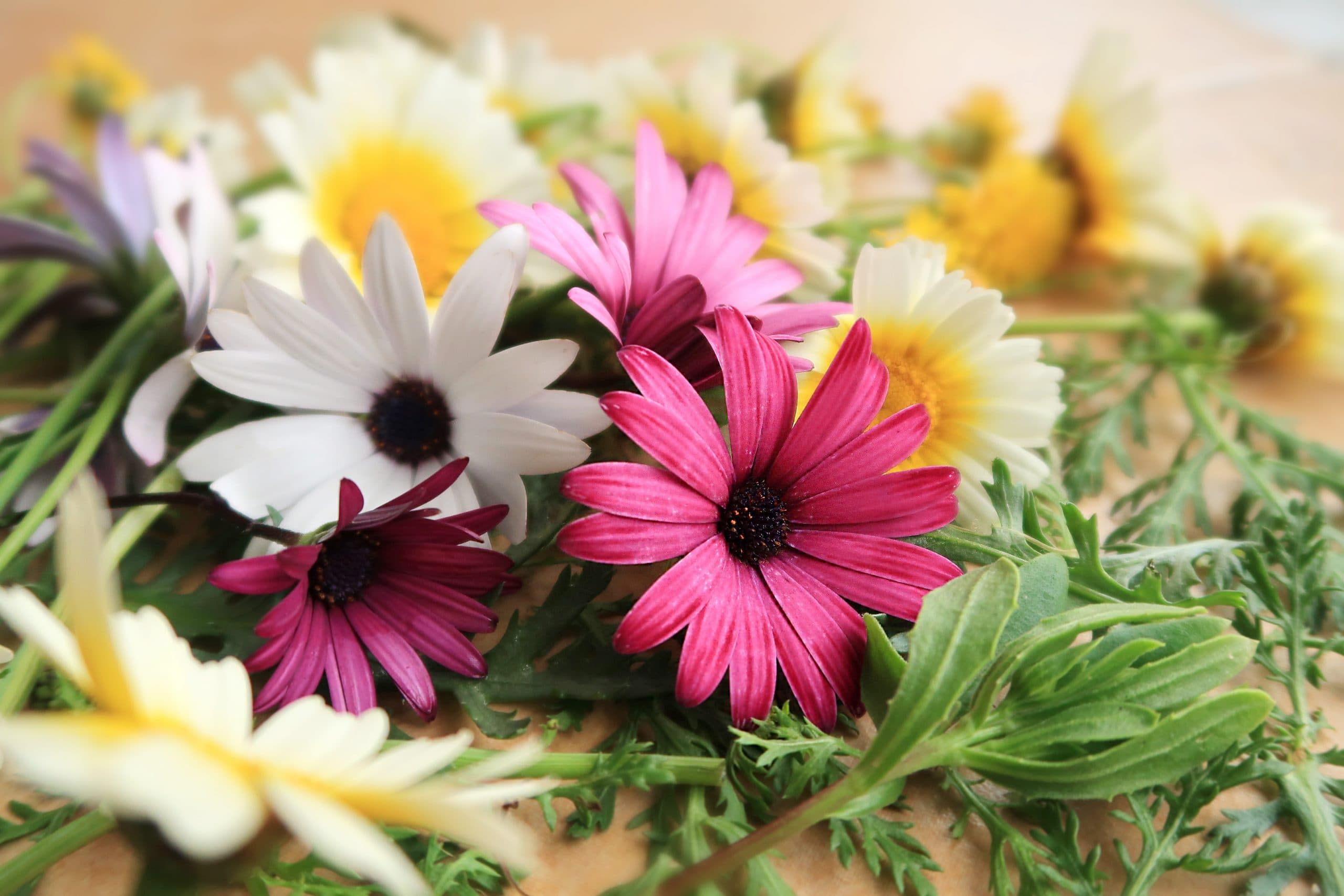 Celebrate Mom with these Dinner Ideas from Local Osoyoos Restaurants