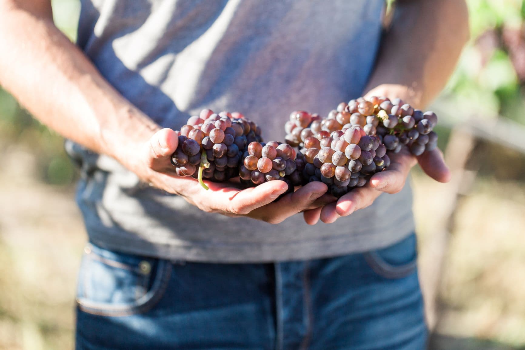 fall wine festival weekend in osoyoos