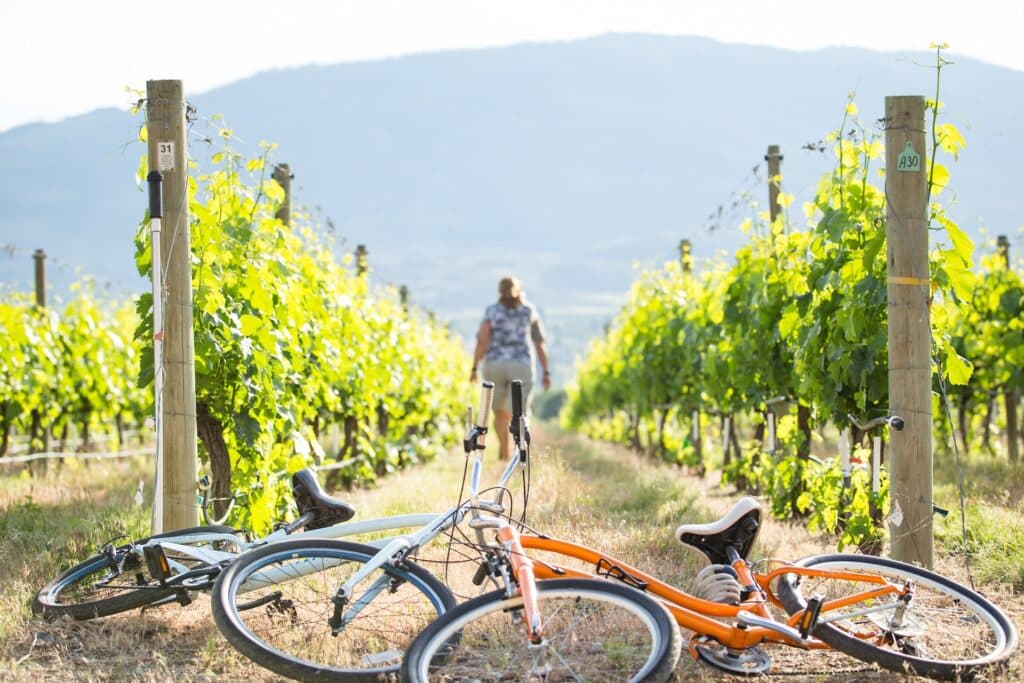Cyclists on a path through the Osoyoos vineyards