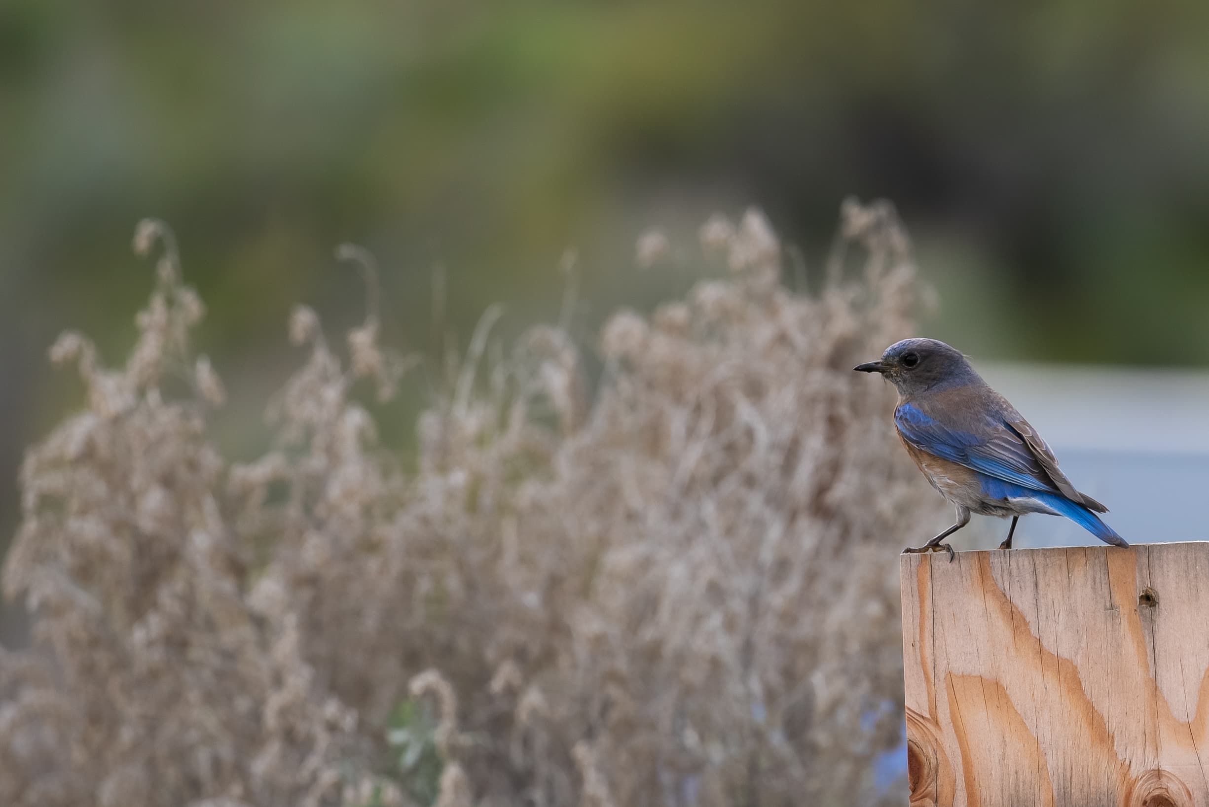 Types of Birds You Can See This Fall Around Osoyoos, BC