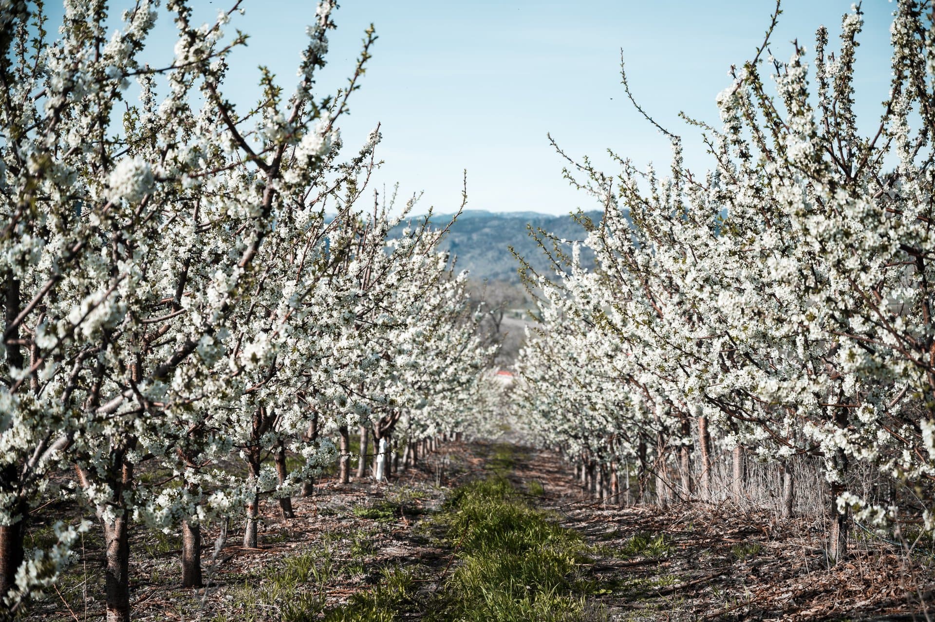 CTV Calgary Spring Getaway Contest