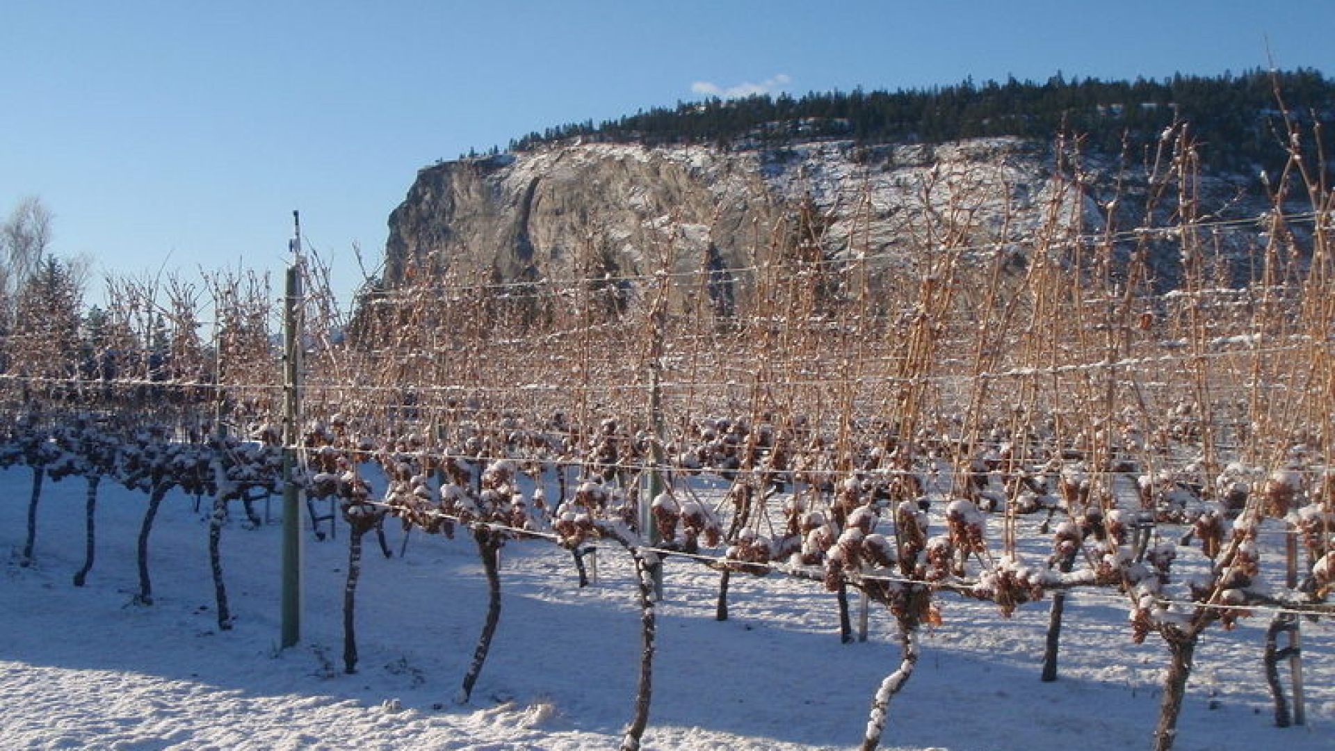 Winter Winery Hours 2019