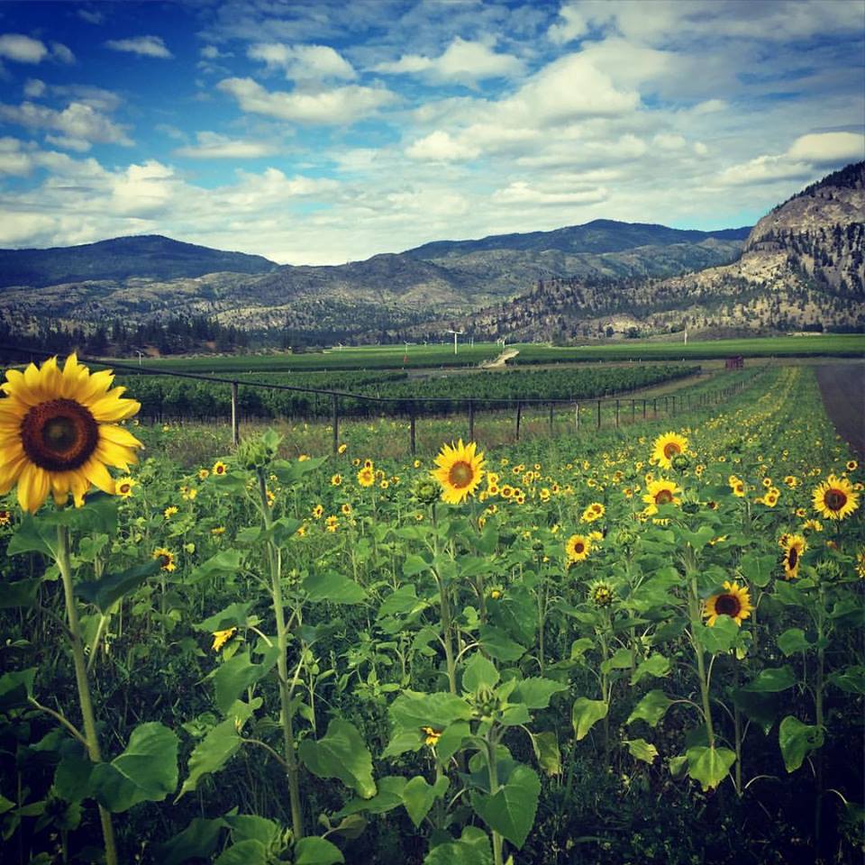 Covert Farms Winery Destination Osoyoos