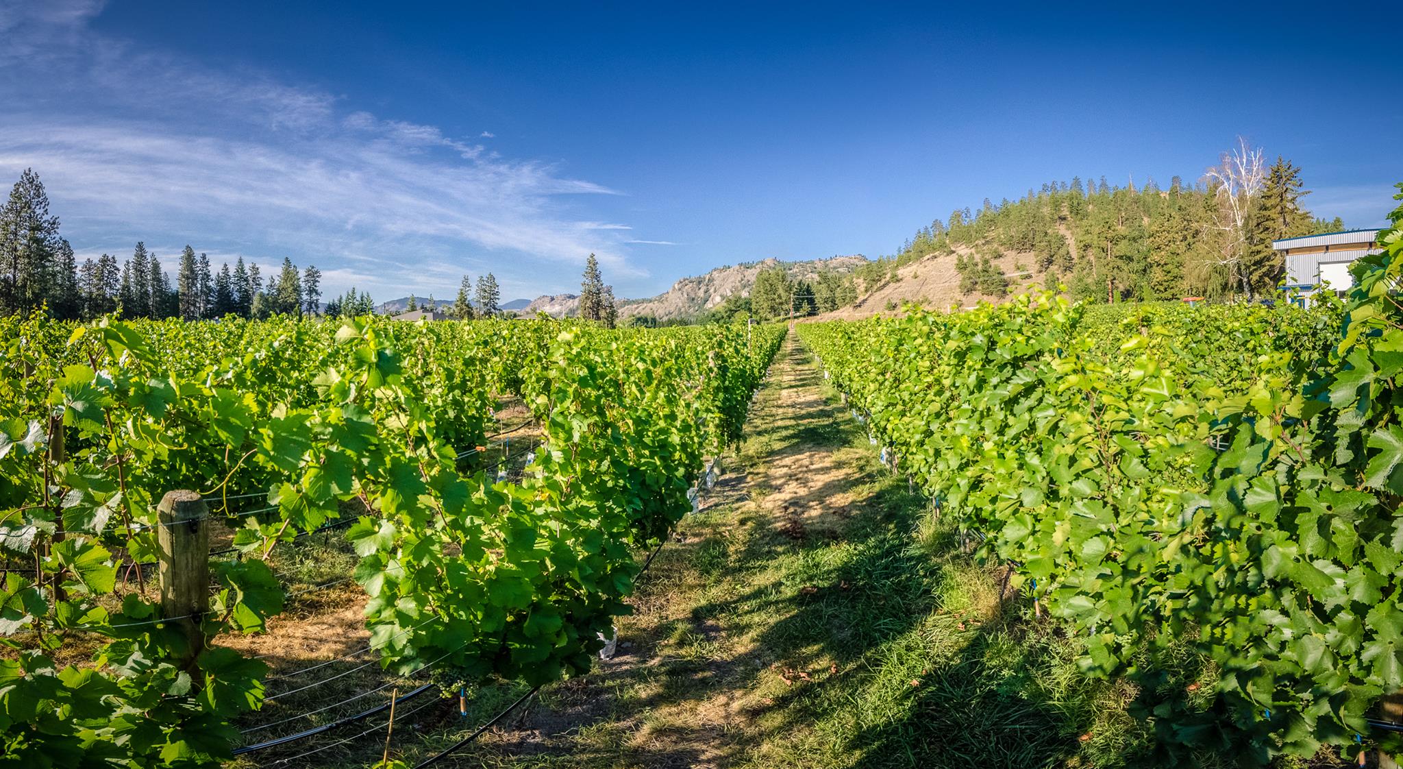 Pipe Dreams Winery Destination Osoyoos
