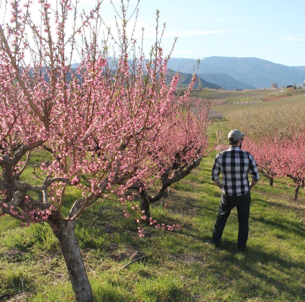 Spring blossoms in Osoyoos orchard