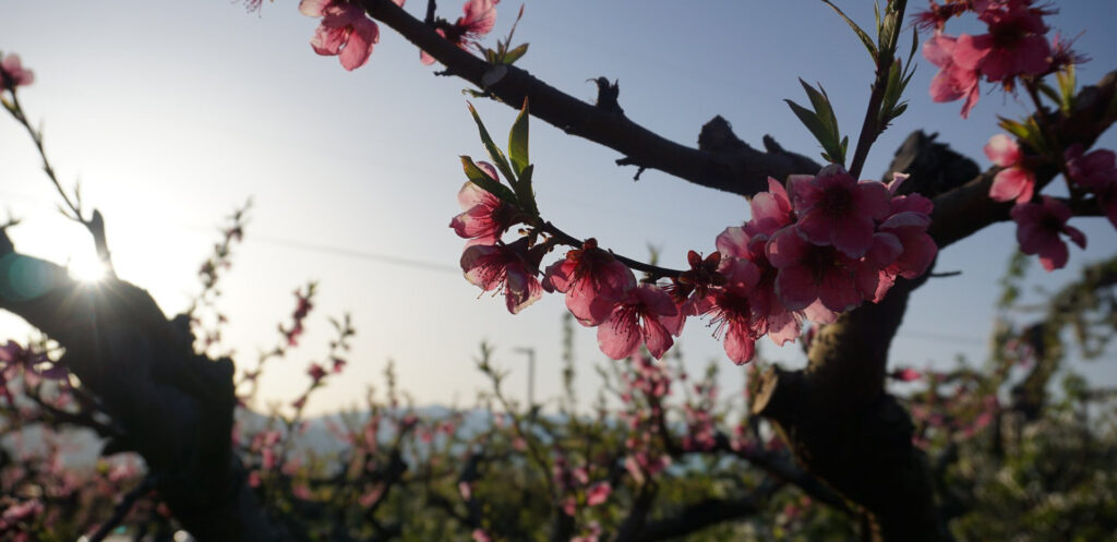 Spring orchard blossoms